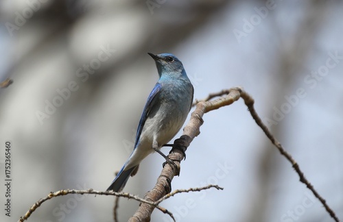 Closeup of perched male Mountain Bluebird (Sialia currucoides)