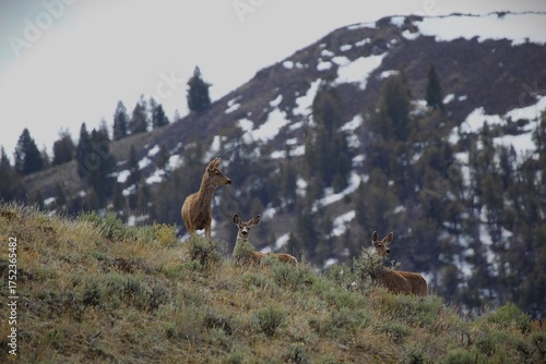 Mule Deer (Odocoileus hemionus) on a sagebrush slope