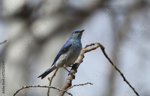 Closeup of perched male Mountain Bluebird (Sialia currucoides)