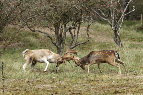Two beautiful fallow deer are fighting in the rutting season, fighting for a female