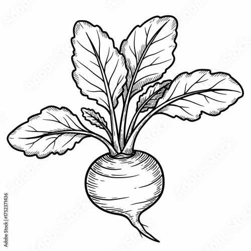Engraved Radish or Beetroot