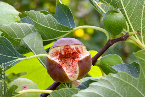 Brown Fig with Leaf 05