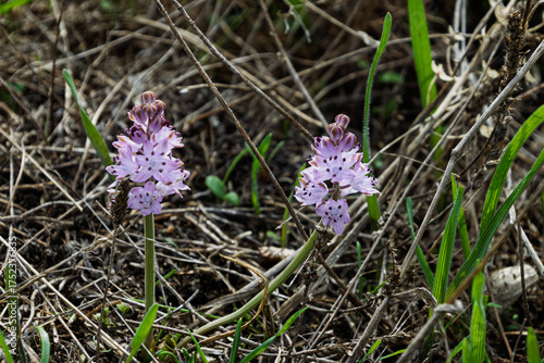 Herbst-Blaustern (Scilla autumnalis) an der Küste des Finistère in der Bretagne