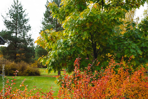 Autumn landscape of the mountains with beautyfully colored forest, ever green pine trees and a stormy sky