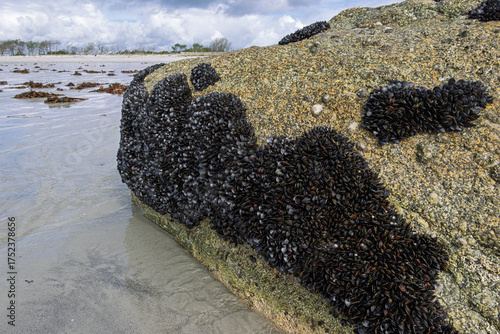 Canvastavla Muscheln auf einem Granitfelsen bei Ebbe an der Küste des Finistère in der Breta