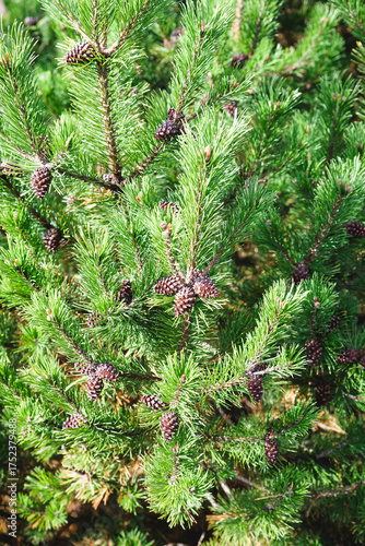green, season, spring, cone, fir, tree, nature,