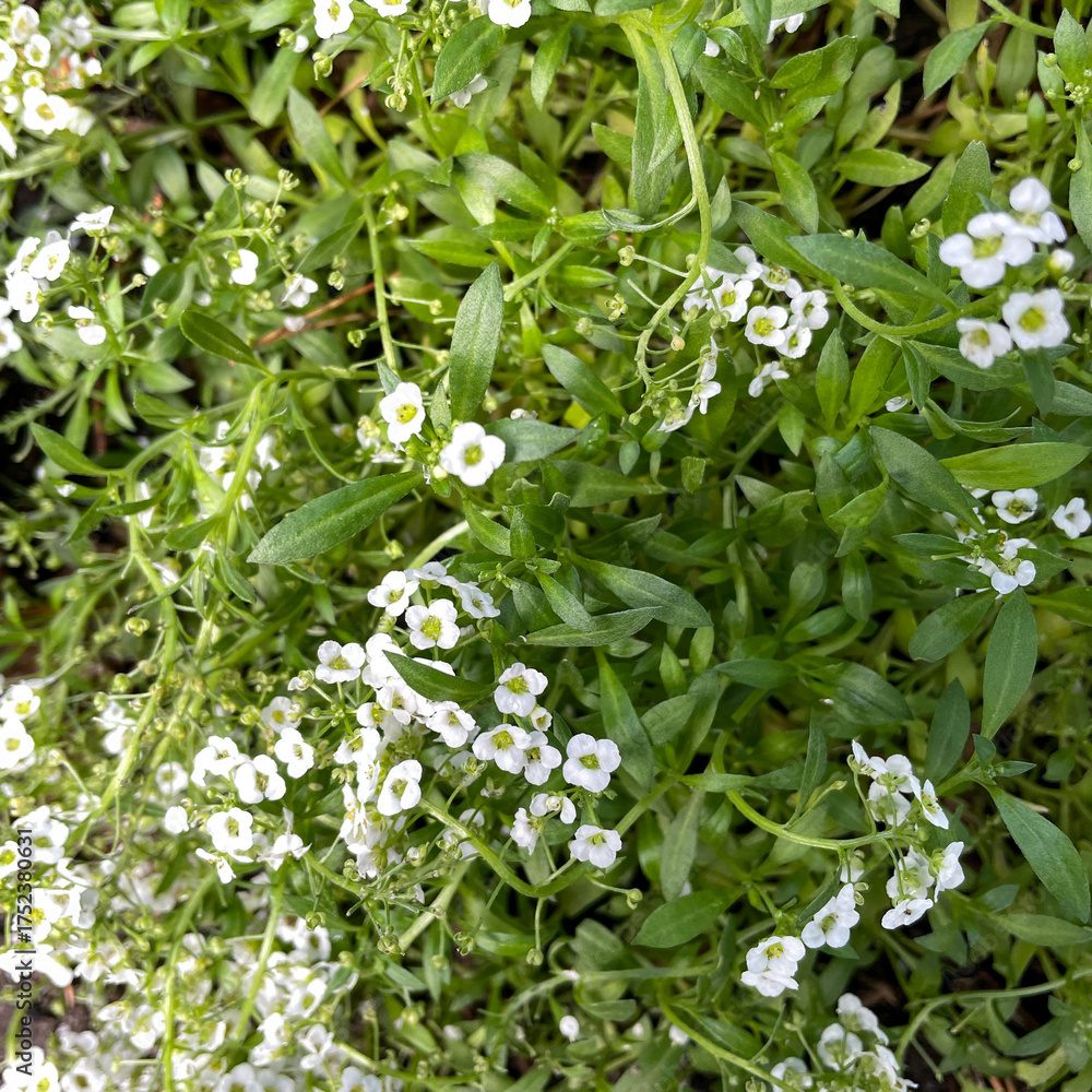 Obraz premium White autumn wildflowers blooming late season, overhead view of delicate petals and green foliage in soft light