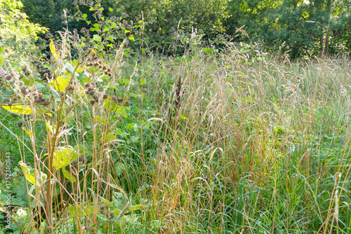 green grass in the forest