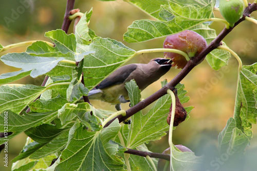 Bandit Bird Fig Tree 02
