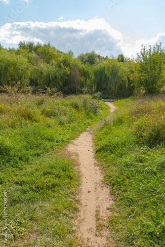 path in the forest