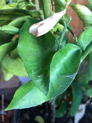 A detailed, vertical macro photograph focusing on the leaves of a potted green plant with signs of stress and pest infestation, presence of spider mites.