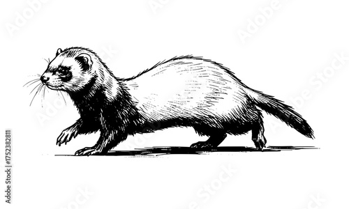 sketch black silhouette of a ferret isolated