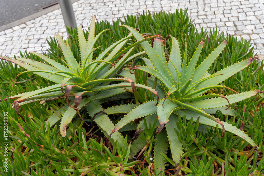 Fototapeta premium Aloe Vera Plant Growing Outdoors in a Garden