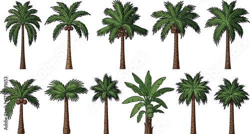 Variety of Detailed Palm Trees Illustration for Design and Nature-Themed Projects