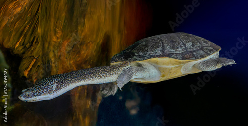 Canvas Print Tortue Macrochelodina parkeri