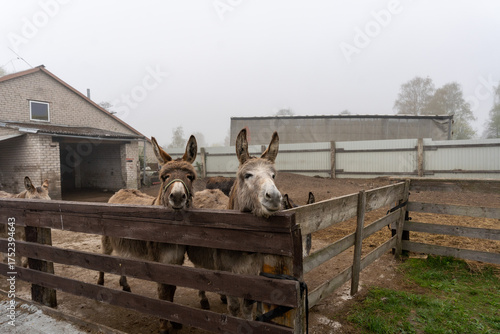 Donkeys behind fence in a zoo