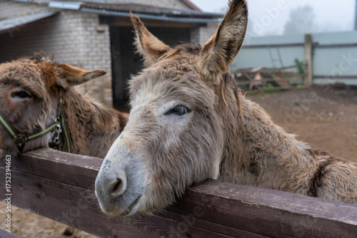 Donkeys behind fence in a zoo