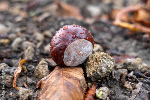 Brown chestnut with droplets resting on wet ground surrounded by fallen leaves and stones, showcasing the beauty of nature in autumn season with rich textures and colors