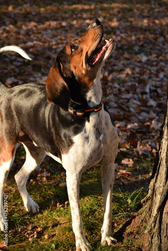 Treeing Walker Coonhound