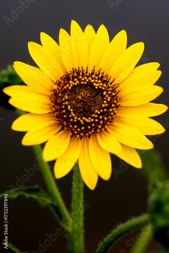 Close up of bright sunflower