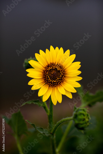 Bright sunflower