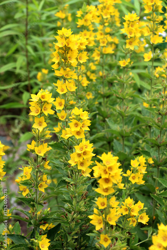 Obraz premium Yellow lysimachia flowers bloom in nature