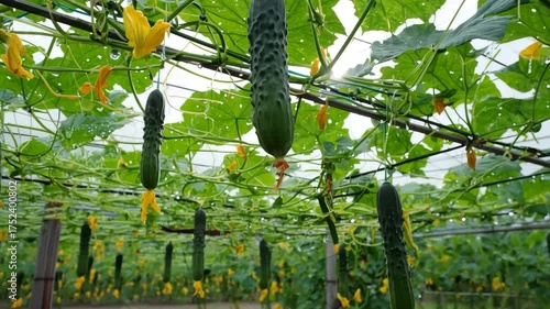 Greenhouse cucumber harvest growing on vines with yellow flowers and water droplets fresh organic