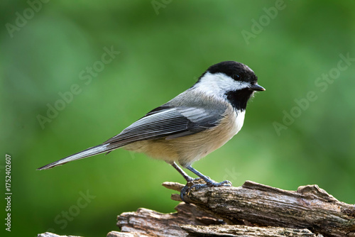 Black Capped Chickadee.