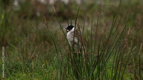 A male common reed bunting (Emberiza schoeniclus) singin in soft rush
