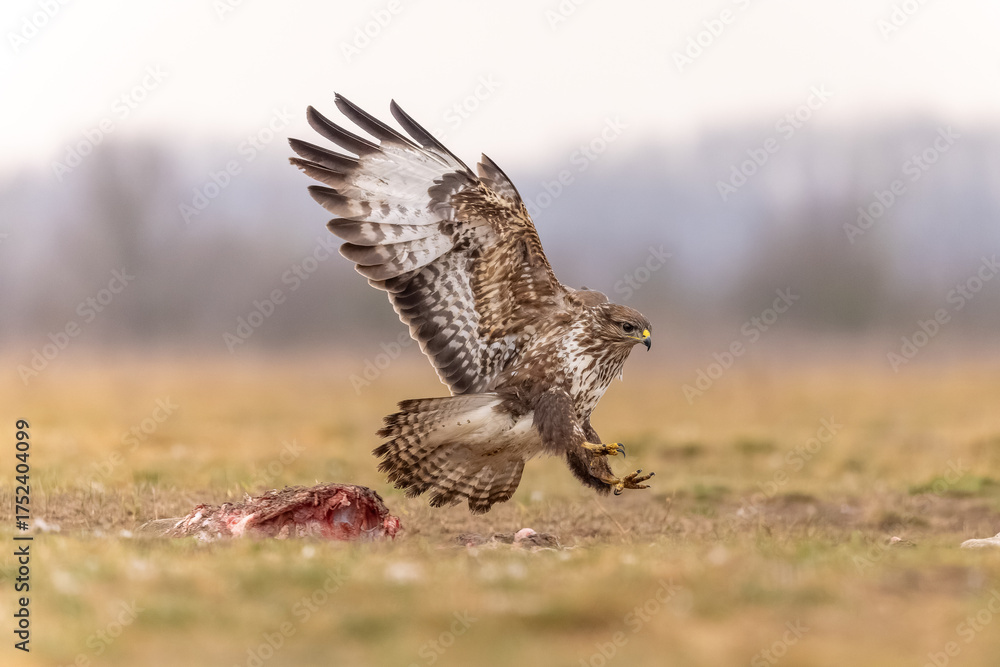 Fotografie Bussard im Landeanflug