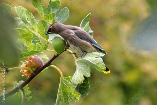 Waxwing on Fig Leaf 03