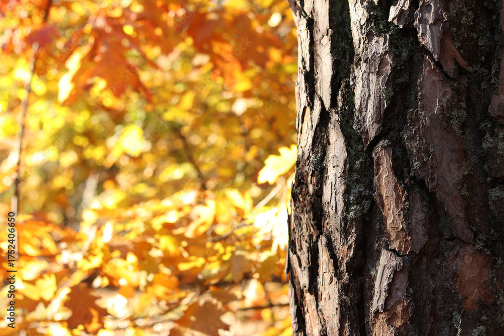 Fototapeta premium Tree trunk on a background of bright autumn forest. Pine trunk close-up. Autumn forest. Tree on a background of autumn oak leaves. Natural background. Bright colors in the forest in October