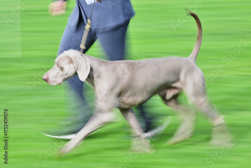 male weimaraner dog caught in movement at a persons side