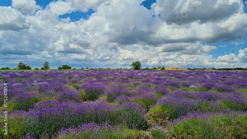 Large field of blooming purple lavender against backdrop of cumulus stern clouds