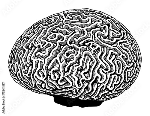 Brain Coral Vector - Maze-like Pattern on White