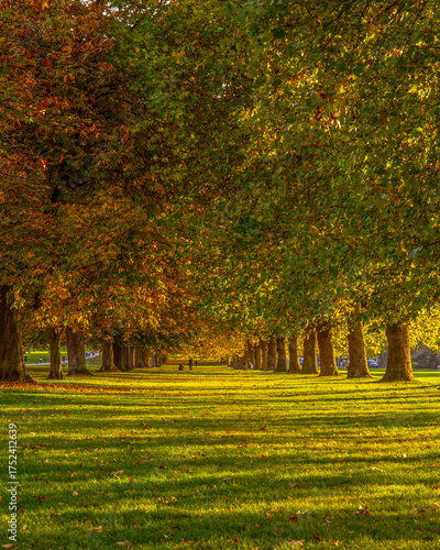 Autumn trees at Windsor Great Park, along The Long Walk pathway towards the Castle. 