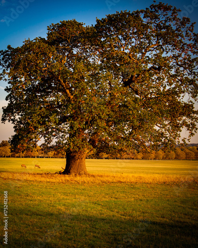 Large oak tree in Windsor Great Park with red deer in background. 