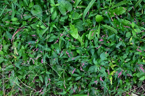 Wallpaper Mural Creeping smartweed (Persicaris longiseta). Polygonaceae annual weed. Small pink flowers bloom densely on the spikes from April to November. Torontodigital.ca