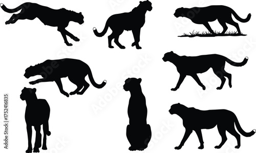 Cheetah silhouette set, big cat vector illustration, wild animal artwork, black feline shapes, predator poses, zoology study, wildlife design, educational nature art