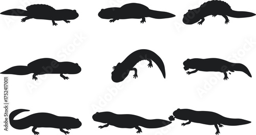 Salamander silhouette collection, amphibian vector artwork, reptile wildlife illustration, black lizard shapes, animal poses, herpetology study, zoology design, educational biology nature art