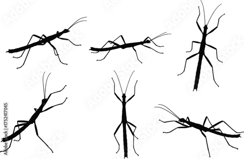 Stick insect silhouettes, phasmid vector illustration, twig insect artwork, insect camouflage design, entomology bug graphic, insect morphology study, nature wildlife insect collection