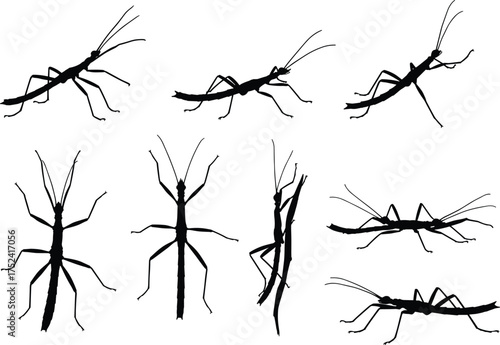 Stick insect silhouettes, walking stick bug vector, insect camouflage illustration, entomology artwork, twig insect design, insect morphology graphic, nature wildlife insect collection