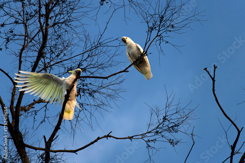 Two Sulphur-Crested Cockatoos (Cacatua galerita)