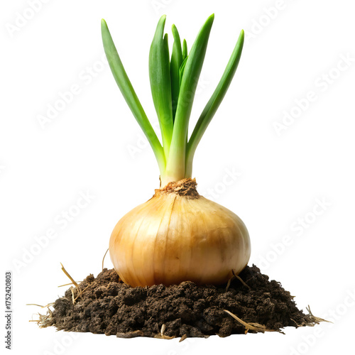 Single growing onion bulb with green shoots emerging from rich dark soil isolated for harvest food ingredient and culinary arts isolated on transparent background