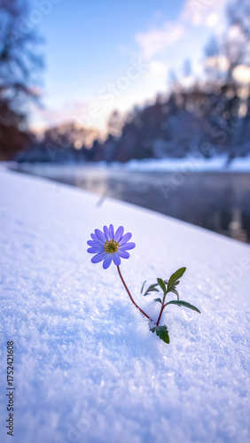 A Purple Wildflower Standing Alone in the Snow during a Quiet Winter Morning by the River
