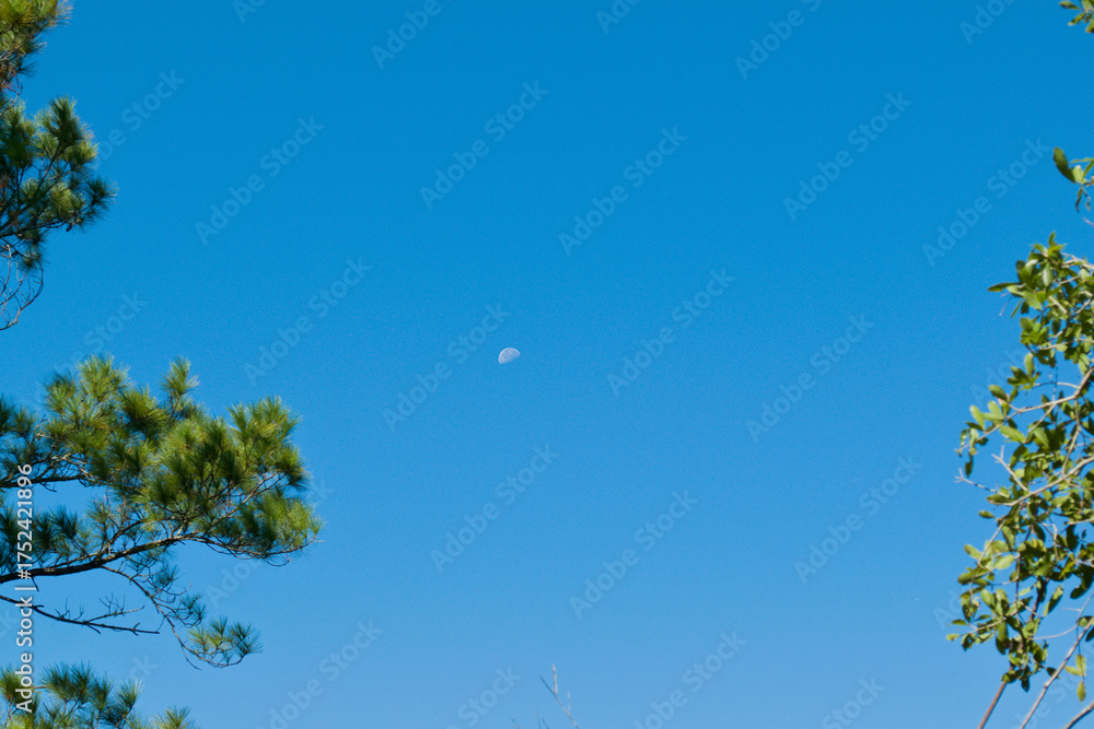 Fototapeta premium Moon in the daytime sky