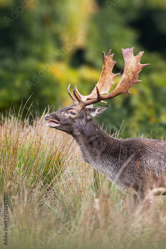 Fallow deer in the rut
