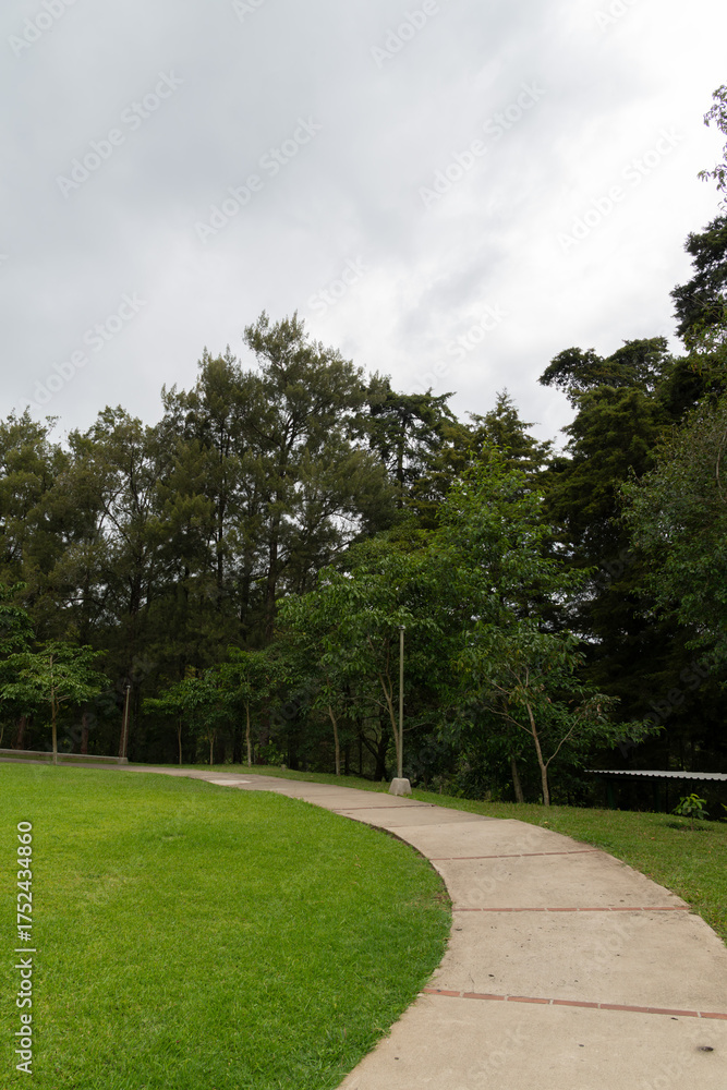 Fototapeta premium Peaceful vertical panoramic shot showing a curved path surrounded by green trees and grass in a forest park.