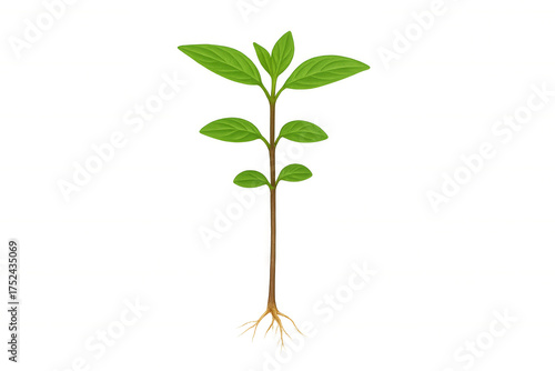 Young plant sprouting, green leaves growing on stem with visible roots, concept of new life and ecology