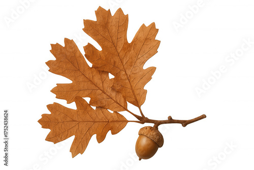 Oak branch showing brown autumn leaves and a single acorn, symbolizing the fall season on transparent background